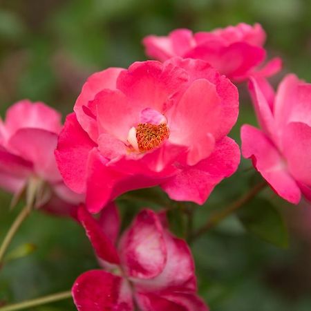 La Roseraie Wittlich Ngoại thất bức ảnh